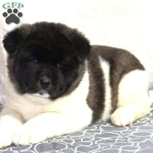 Glory, Akita Puppy